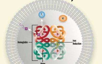 ErythroMer Featured in Drug Discovery News – December 2022/January 2023 Issue